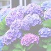 Mother's Day and Gratitude