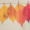 Midwest Final Fall Clean Up
