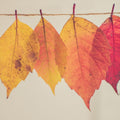 Midwest Final Fall Clean Up