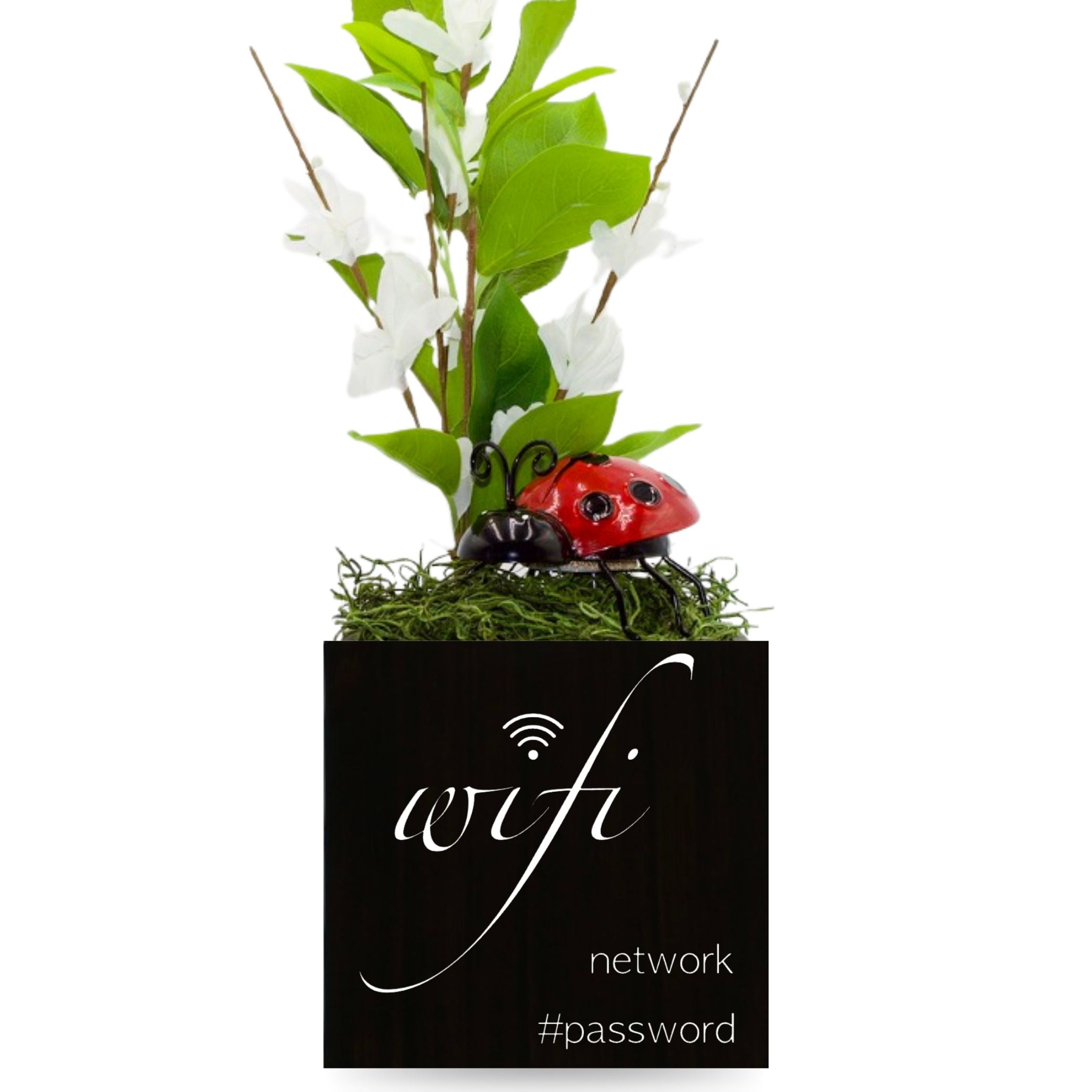 Little Envy Wifi Network Custom Box