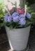 Planter1