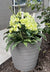 Planter2