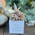 Little Envy Custom Message Box