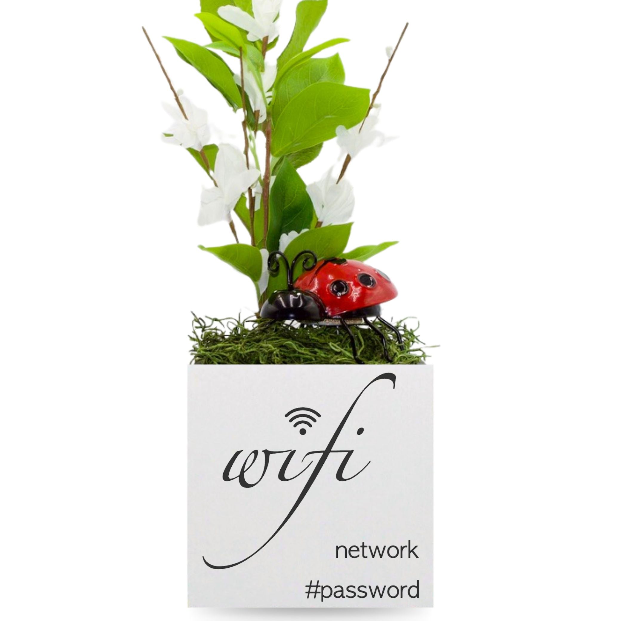 Little Envy Wifi Network Custom Box