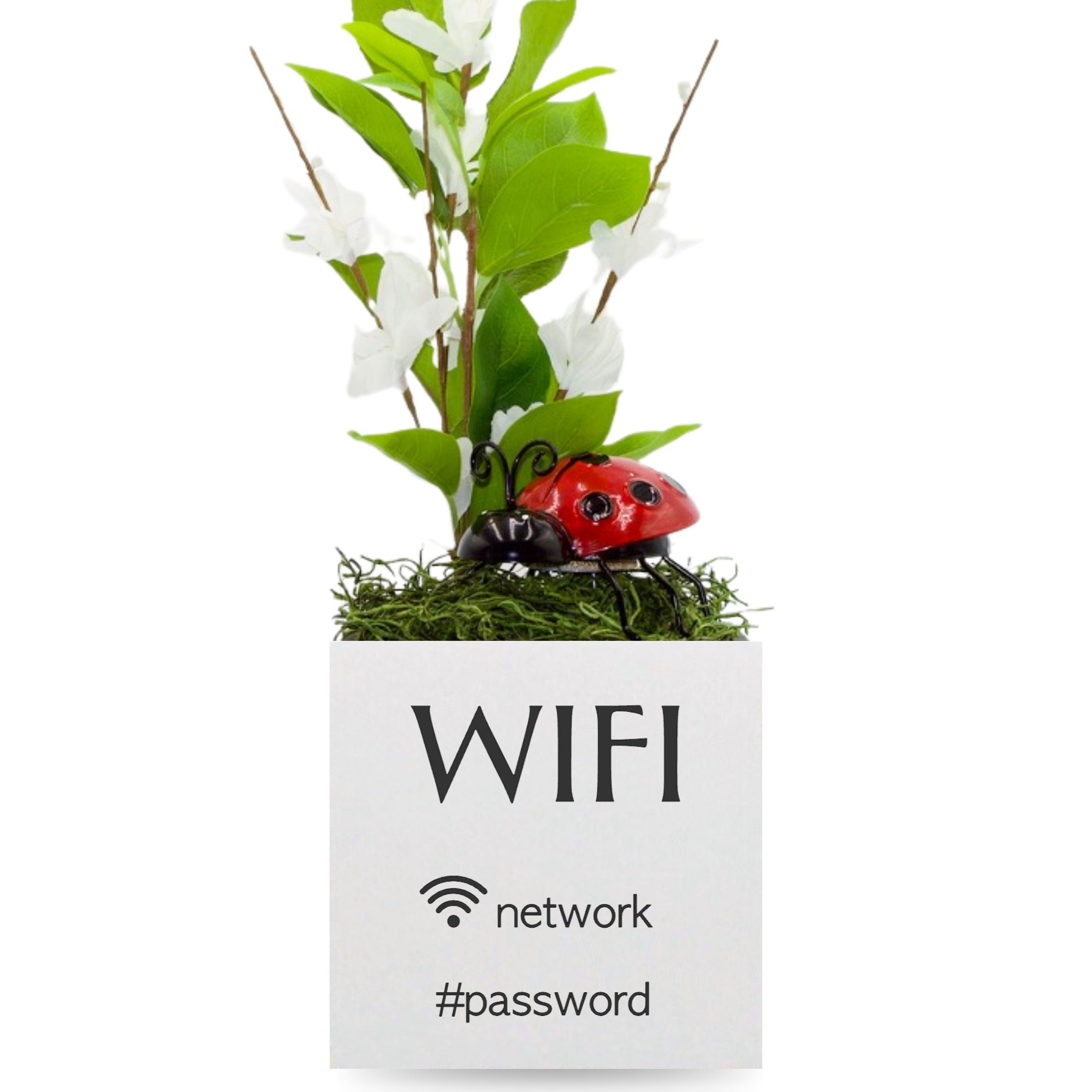 Little Envy Wifi Network Custom Box