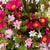 Artificial Planter Filler
