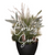Commercial Perfect Planter Filler