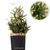 Artificial Planter Filler